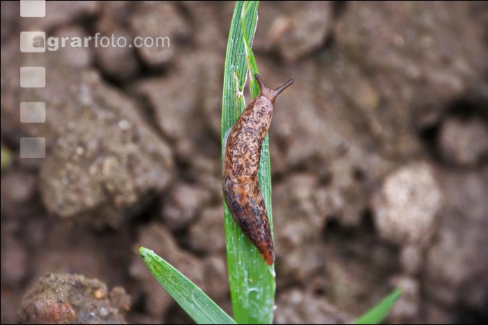 Ackerschnecke Getreide 3