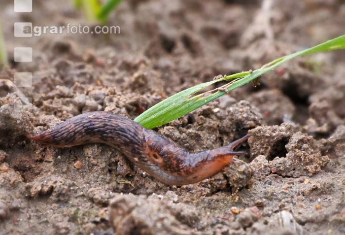 Ackerschnecke Getreide 2