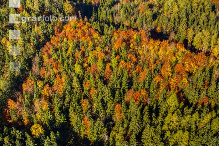 Mischwald im Oktober 10