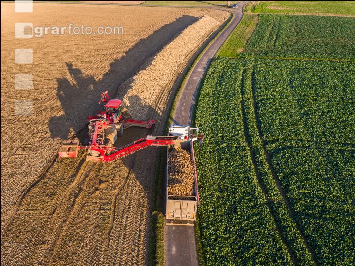 Loading beets 52