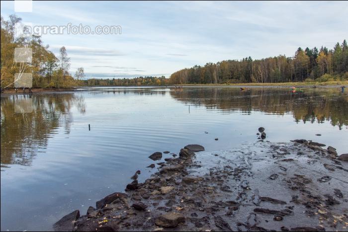 Karpfenteich abfischen 20