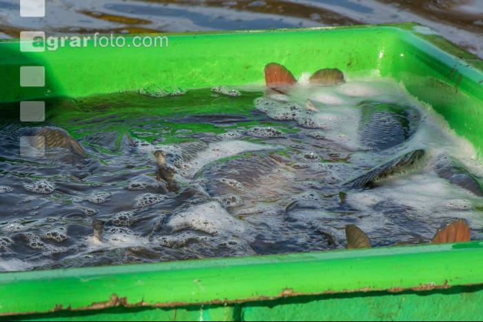 Karpfenteich abfischen 4