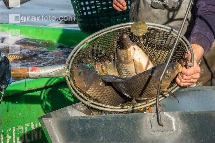 Karpfenteich abfischen 2