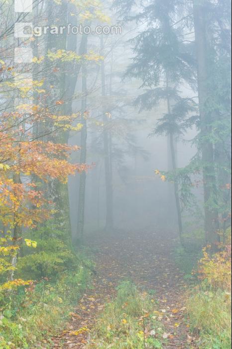 Nebelstimmung Herbstwald 2