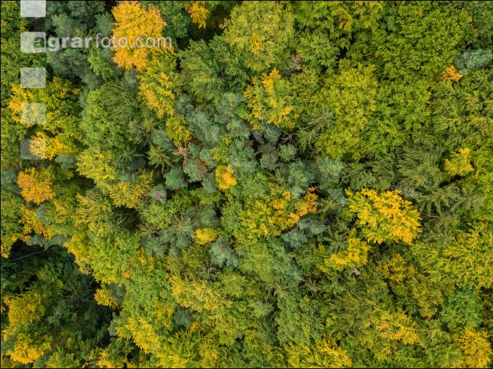 Mischwald im Oktober 3