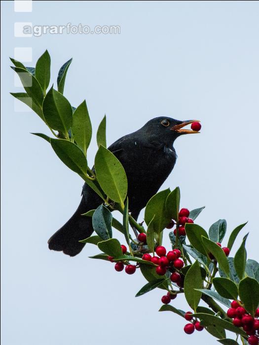 Amsel 2