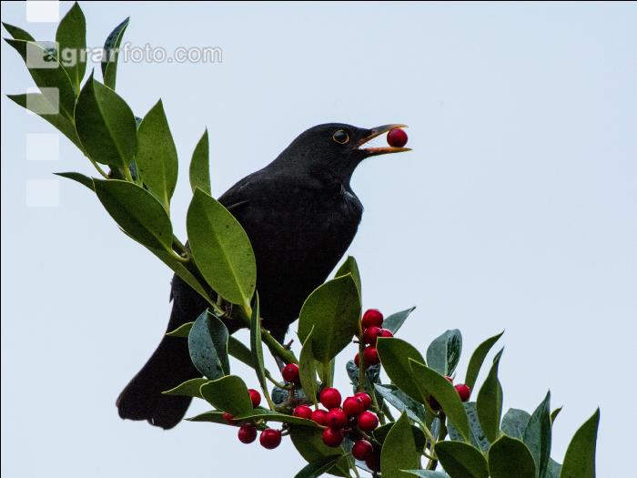 Amsel 1