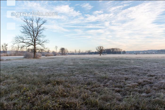 Kremsauen November 8