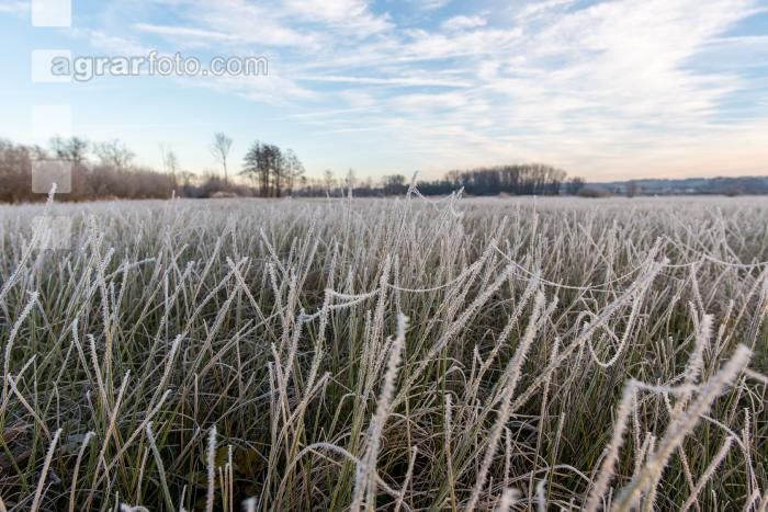 Kremsauen November 5