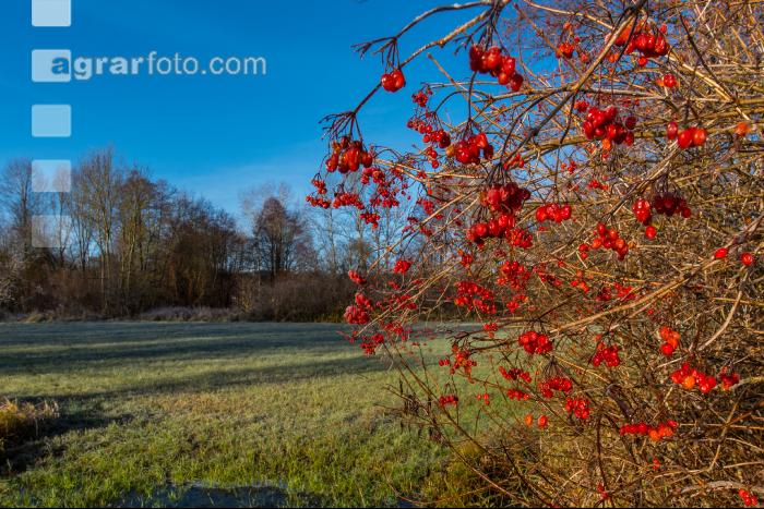 Kremsauen November 3