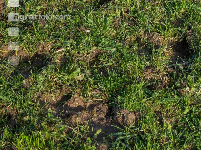 Trittschäden Herbstweide 7