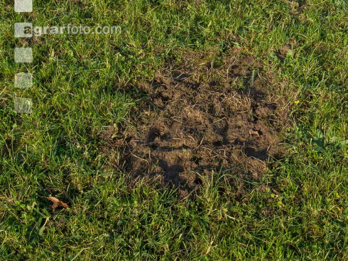 Trittschäden Herbstweide 5