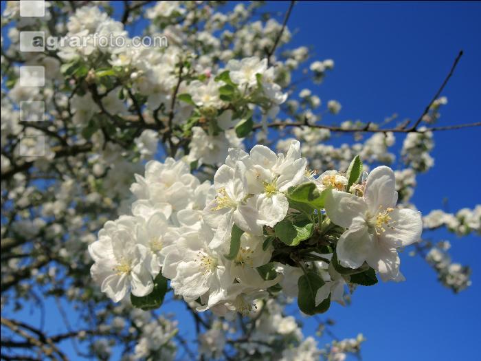 Kirsche Blüte 28