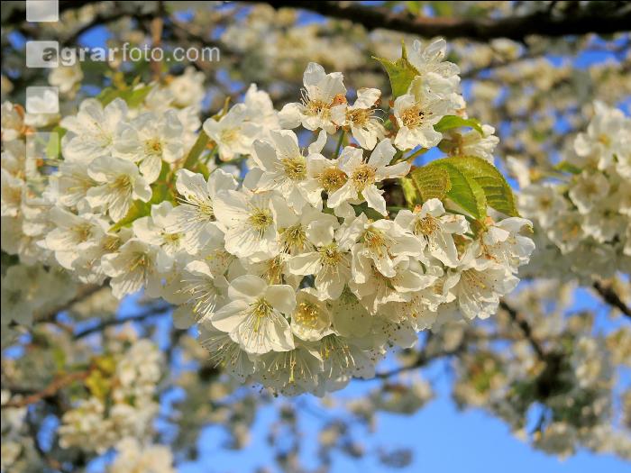 Kirsche Blüte 32