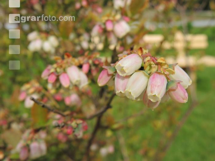 Heidelbeere Blüte 4