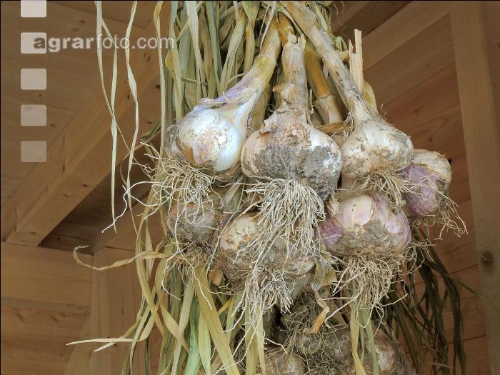 Knoblauch 12