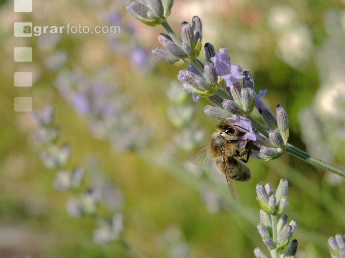 Biene Lavendel 5