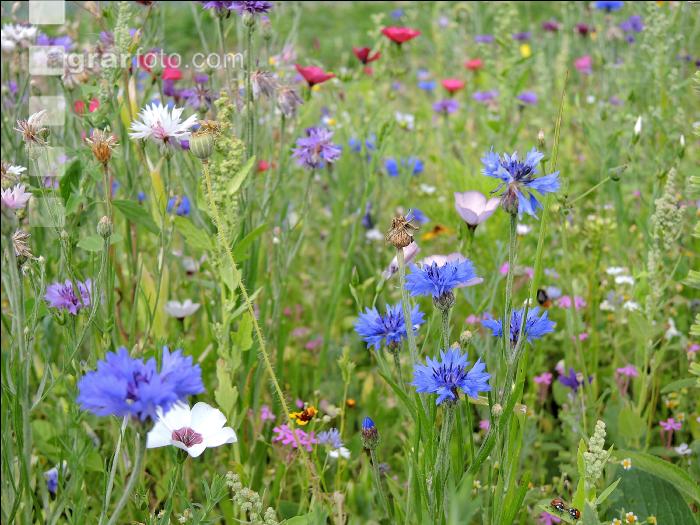 Blumenwiese 4
