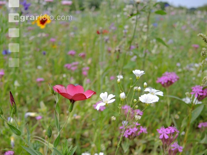 Blumenwiese 3