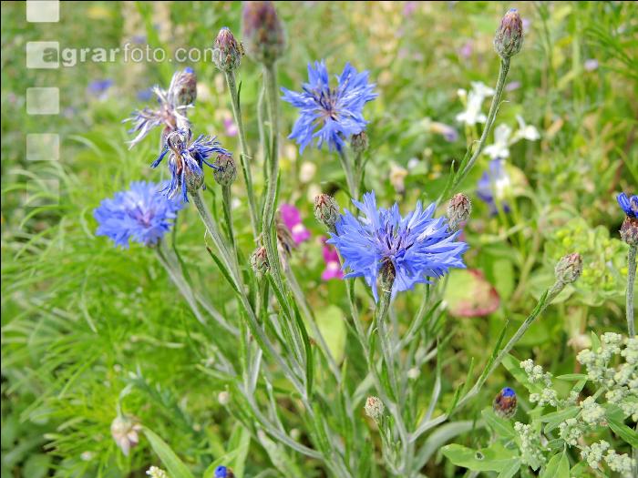 Blumenwiese 2