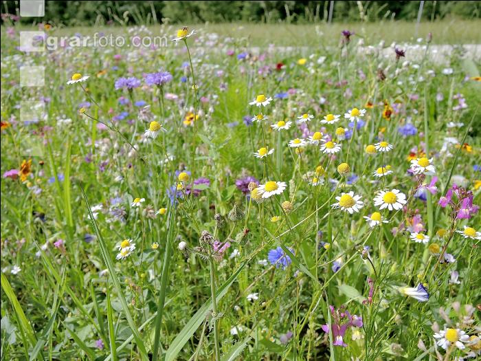 Blumenwiese 1