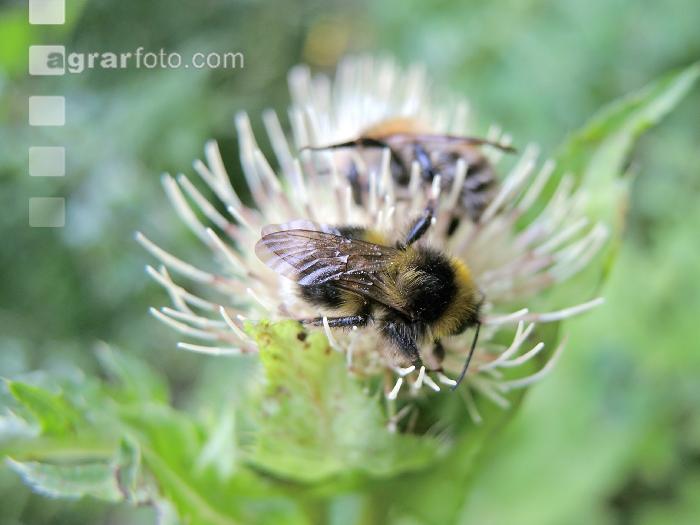 wildbienen 5