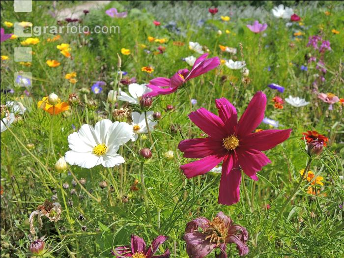 Blumenwiese 5