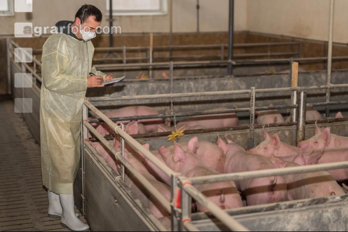 Schweineseuchen 24