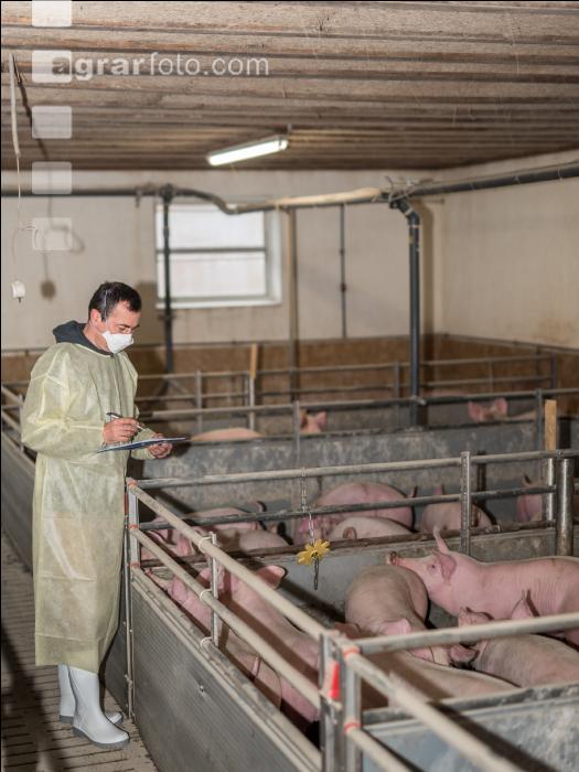 Schweineseuchen 22