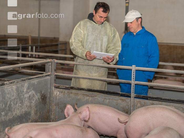 Schweineseuchen 19