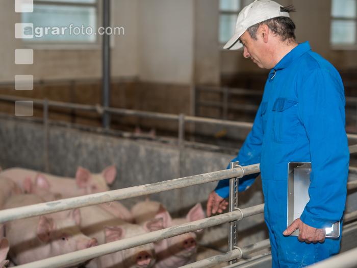 Schweineseuchen 18