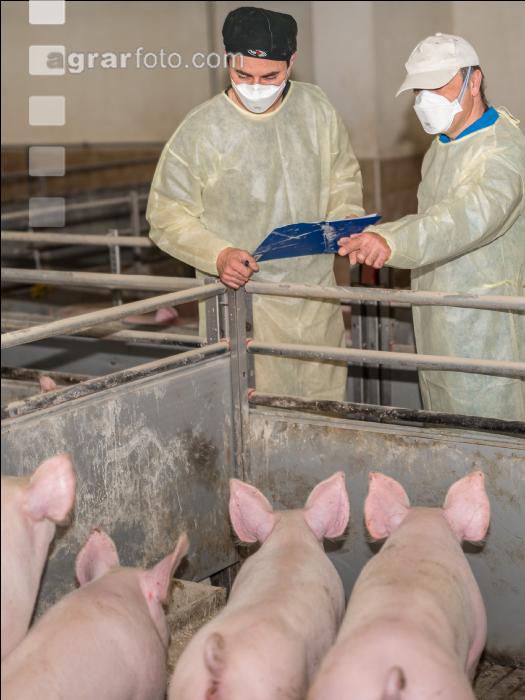 Schweineseuchen 17