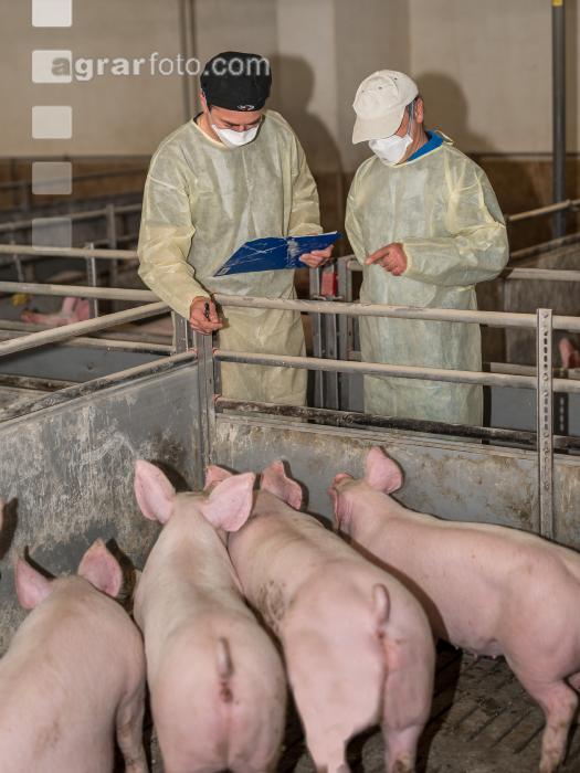 Schweineseuchen 16