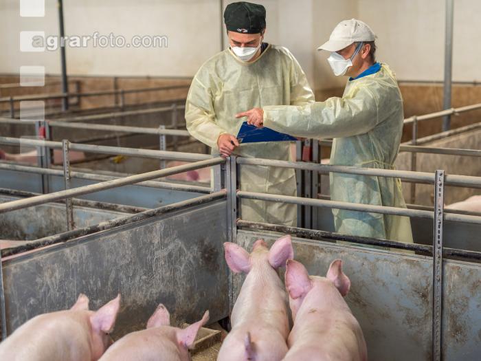 Schweineseuchen 15