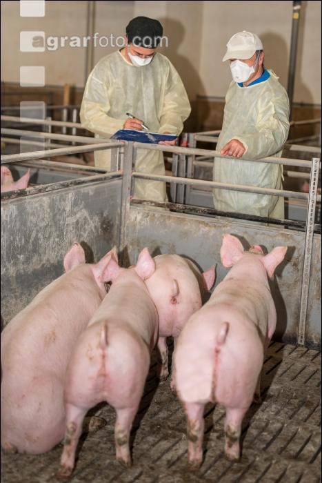 Schweineseuchen 14