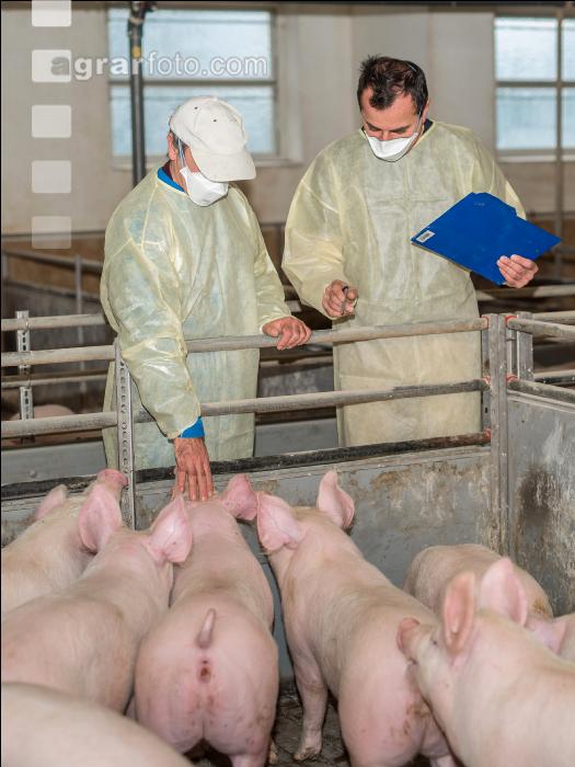 Schweineseuchen 12