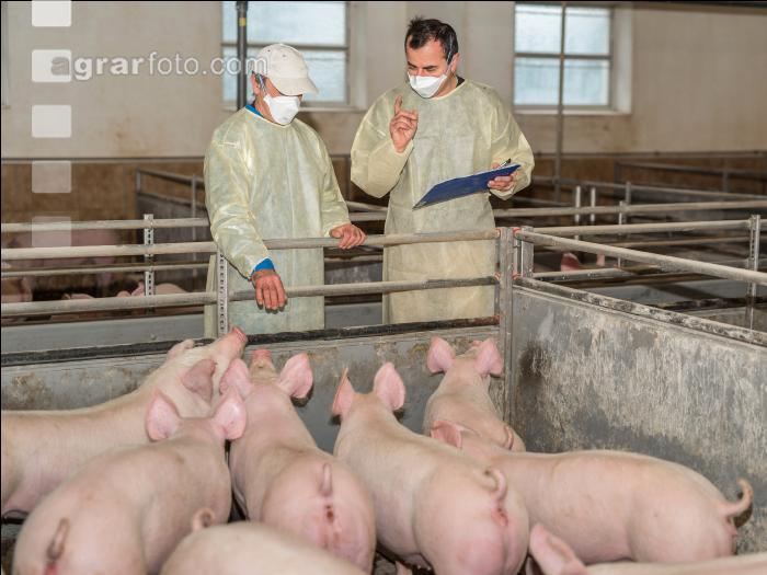 Schweineseuchen 11