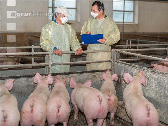 Schweineseuchen 10