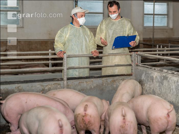Schweineseuchen 9