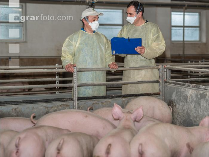 Schweineseuchen 8