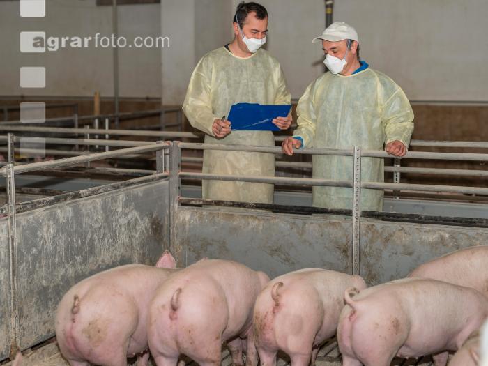 Schweineseuchen 7