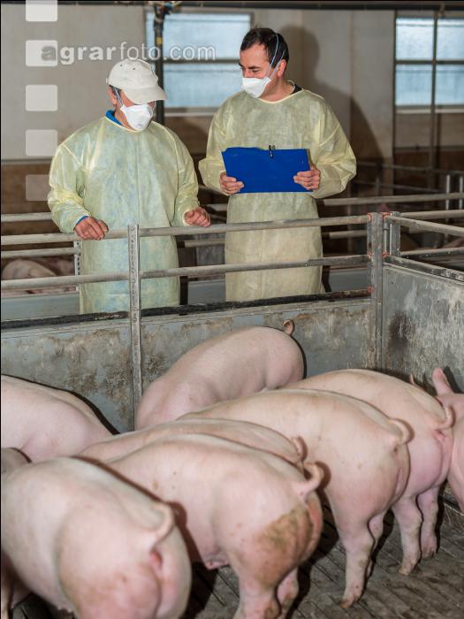 Schweineseuchen 6