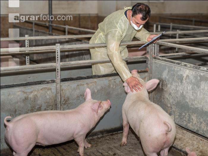 Schweineseuchen 4