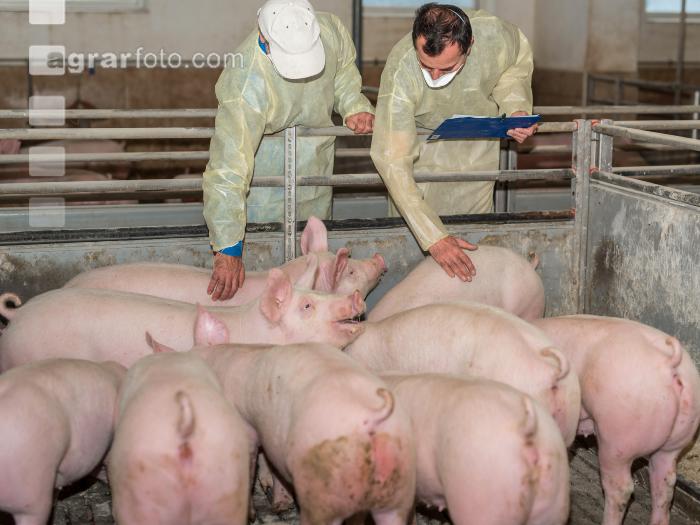 Schweineseuchen 3