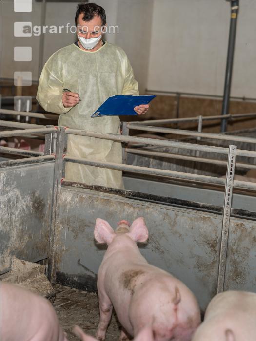 Schweineseuchen 2