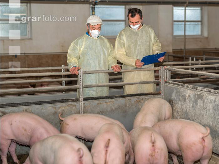 Schweineseuchen 1