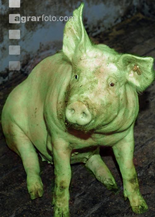 Schweinekrankheiten 5