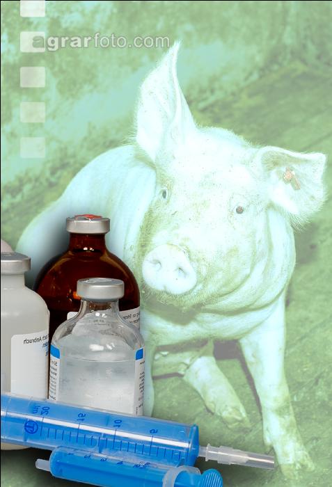Schweinekrankheiten 4