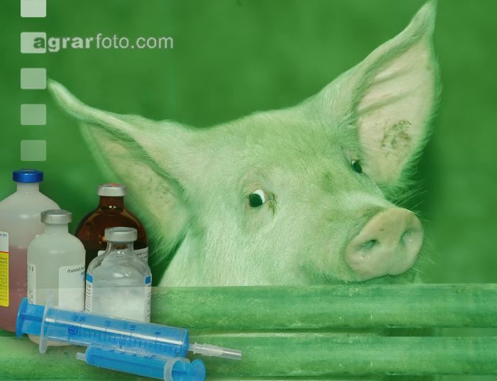 Schweinekrankheiten 2