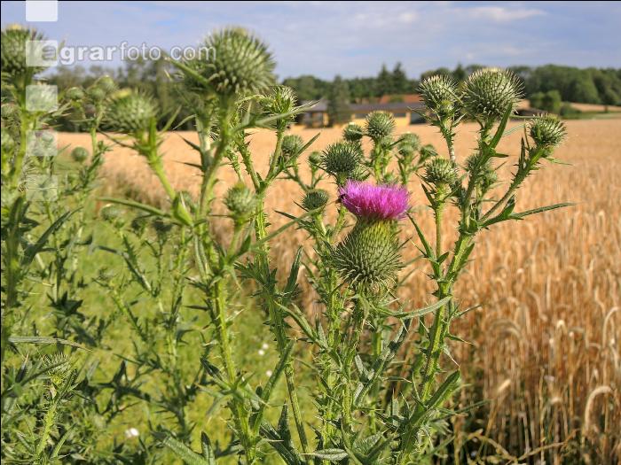 Ackerdistel 